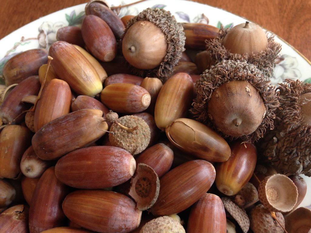 How to Prepare and Eat Acorns A Fall Experiment Transform Health