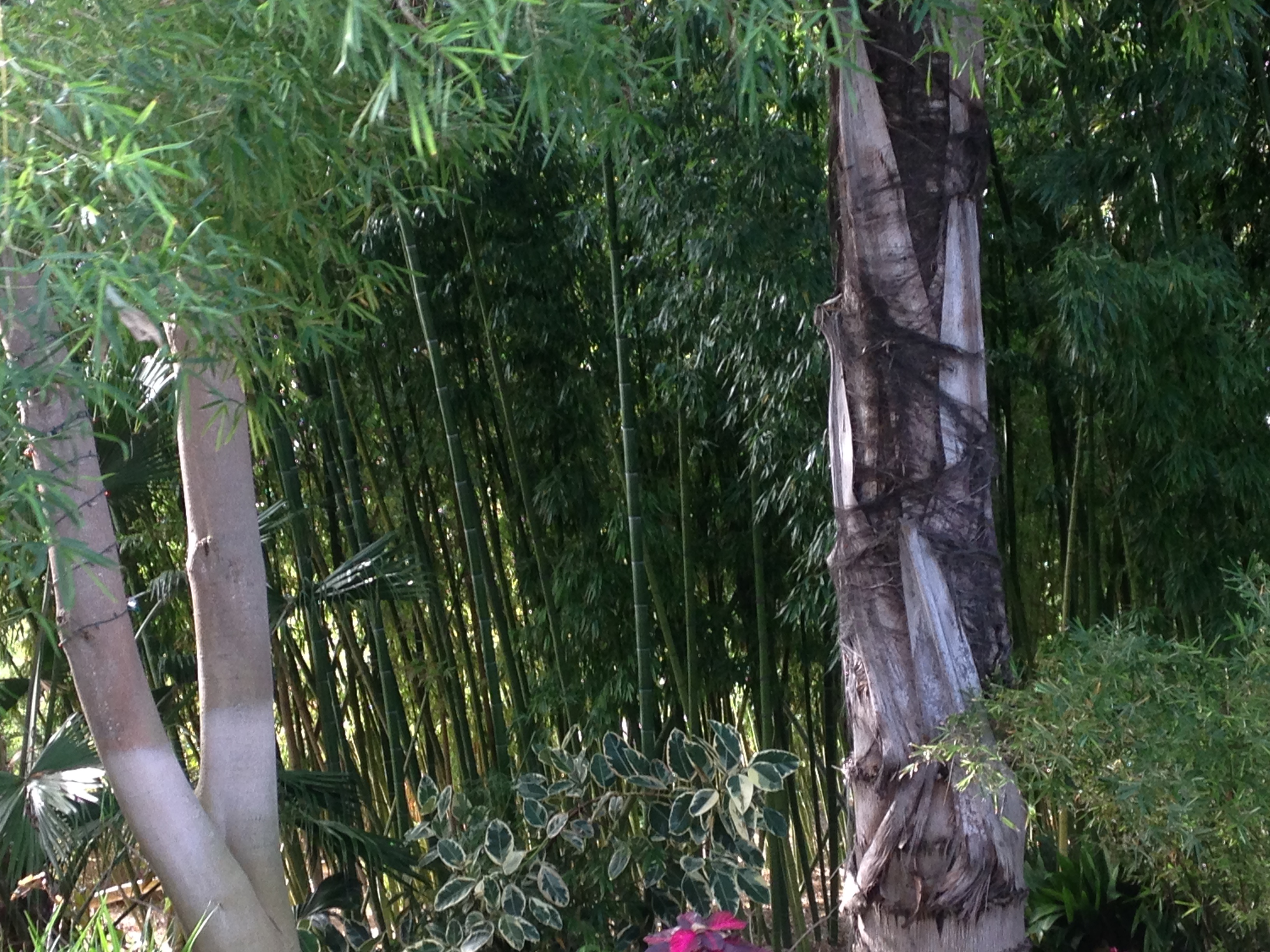 Bamboo plants san diego