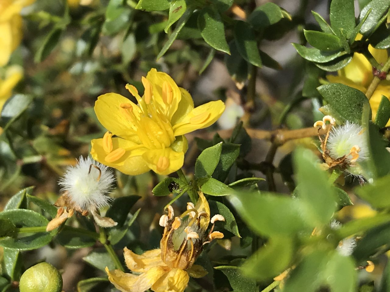 Spring Blooms of Chaparral Herb | Transform Health